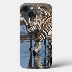 Afrika. Tanzania. Zebror dricker vid Ndutu