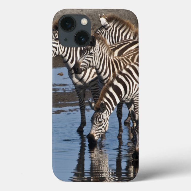 Afrika. Tanzania. Zebror dricker vid Ndutu (Baksida)