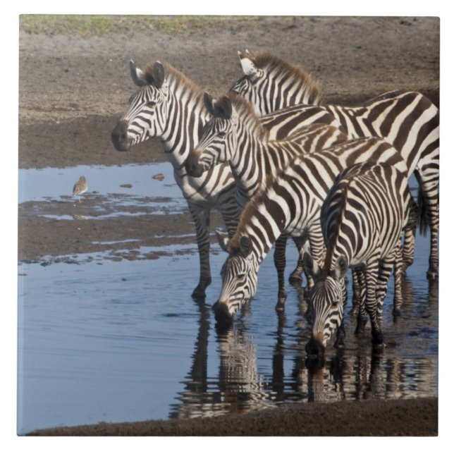 Afrika. Tanzania. Zebror dricker vid Ndutu Kakelplatta (Framsidan)