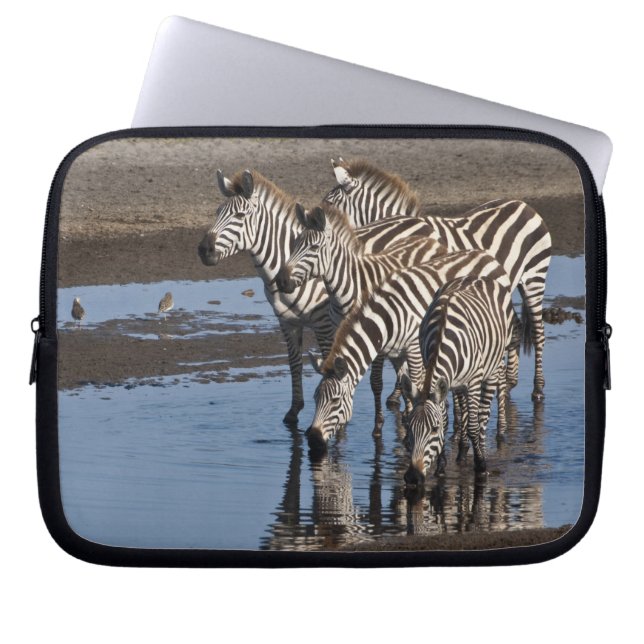 Afrika. Tanzania. Zebror dricker vid Ndutu Laptop Sleeve (Framsidan)
