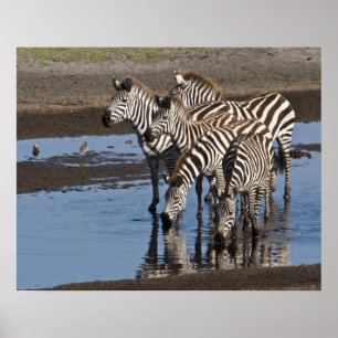 Afrika. Tanzania. Zebror dricker vid Ndutu Poster