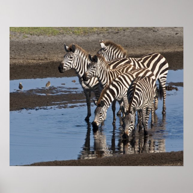 Afrika. Tanzania. Zebror dricker vid Ndutu Poster (Framsidan)