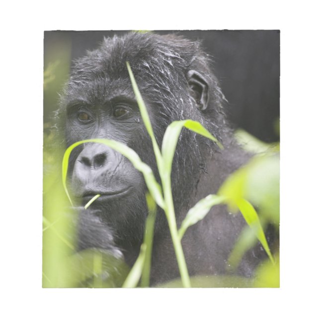 Afrika Uganda, Bwindi Anteckningsblock (Framsida)