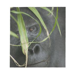 Afrika, Uganda, Bwindi Anteckningsblock