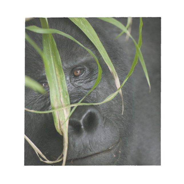 Afrika, Uganda, Bwindi Anteckningsblock (Framsida)