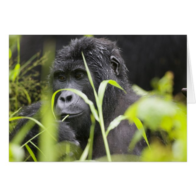 Afrika Uganda, Bwindi Hälsningskort (Framsidan Horizontal)