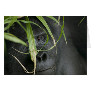Afrika, Uganda, Bwindi Hälsningskort