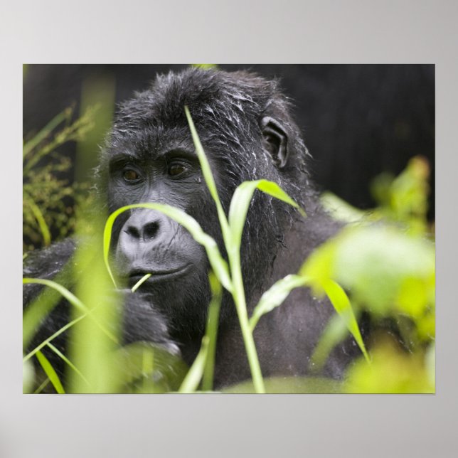 Afrika, Uganda, Bwindi Impenetable National Poster (Framsidan)