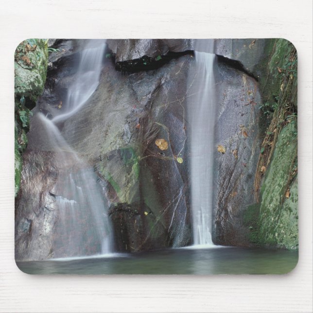 Afrika, Uganda, Bwindi Impeneterbar regnskog, Musmatta (Framsidan)