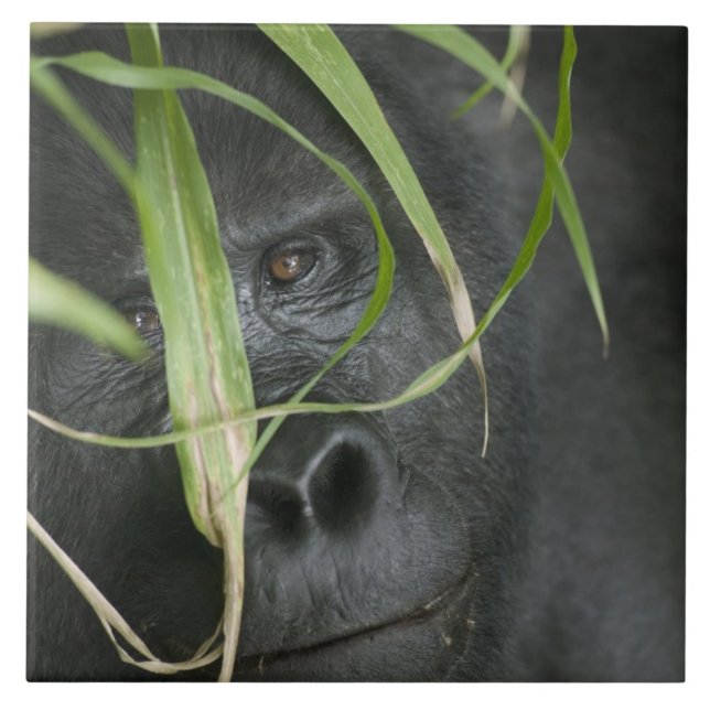 Afrika, Uganda, Bwindi Kakelplatta (Framsidan)