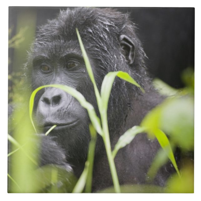 Afrika Uganda, Bwindi Kakelplatta (Framsidan)