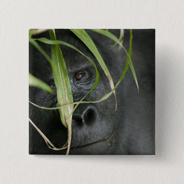 Afrika, Uganda, Bwindi Knapp (Framsida)
