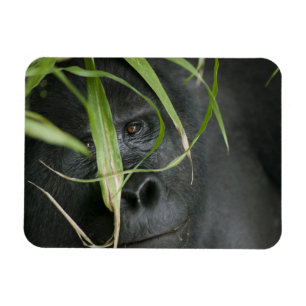 Afrika, Uganda, Bwindi Magnet