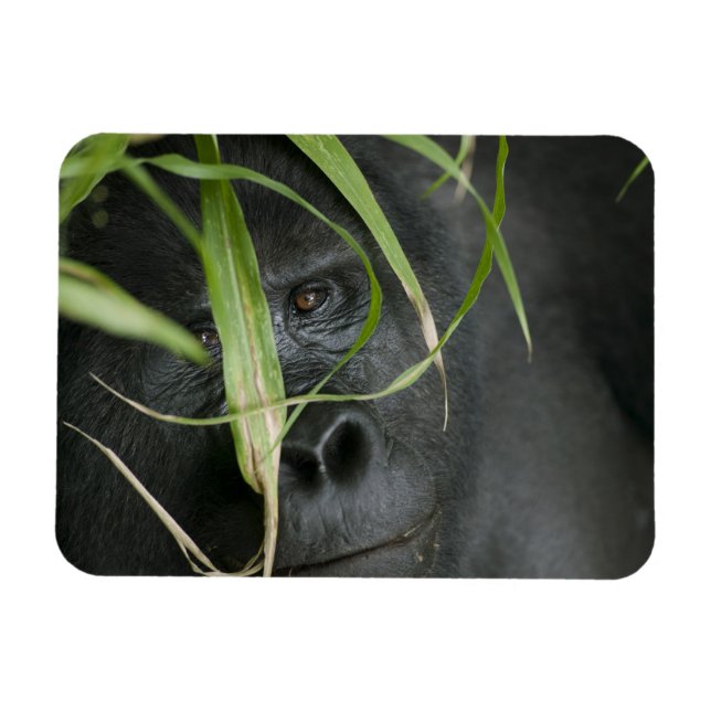 Afrika, Uganda, Bwindi Magnet (Horisontell)