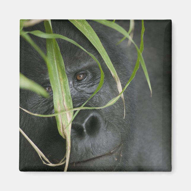 Afrika, Uganda, Bwindi Magnet (Framsidan)