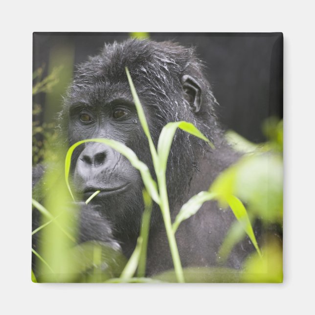 Afrika Uganda, Bwindi Magnet (Framsidan)