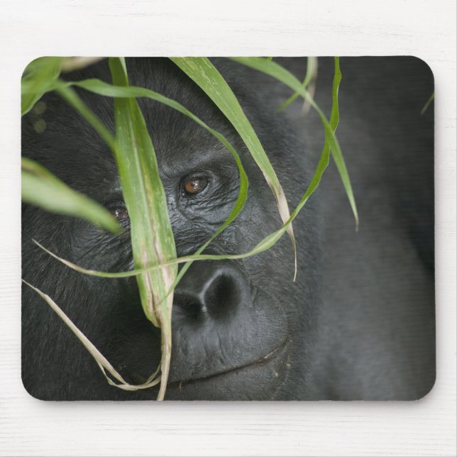 Afrika, Uganda, Bwindi Musmatta (Framsidan)