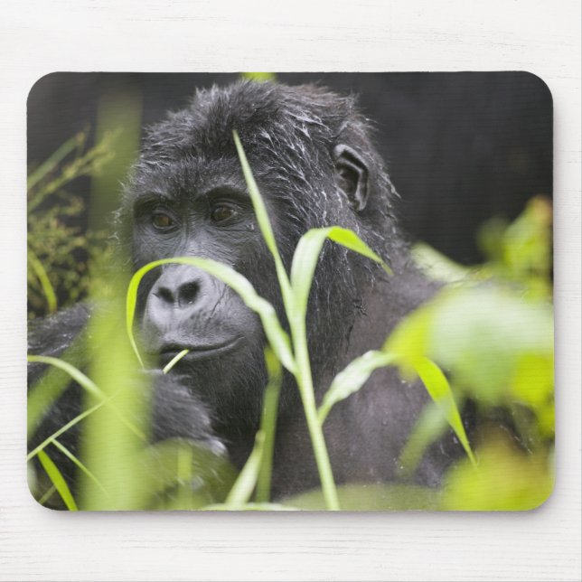 Afrika Uganda, Bwindi Musmatta (Framsidan)