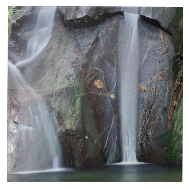 Afrika, Uganda, Bwindi ogenomträngliga regnskog, Kakelplatta (Framsidan)