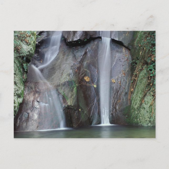 Afrika, Uganda, Bwindi ogenomträngliga regnskogen, Vykort (Framsida)