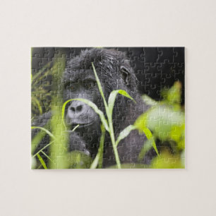 Afrika Uganda, Bwindi Pussel