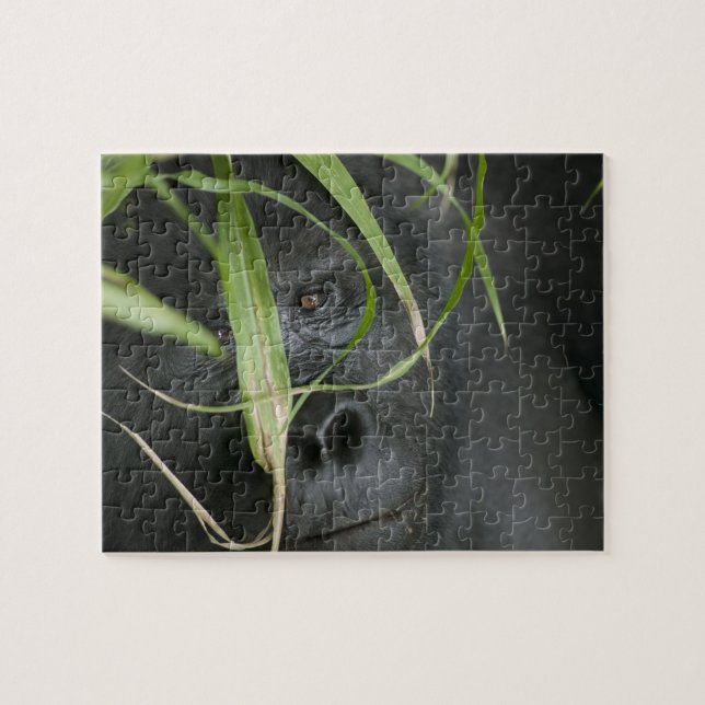 Afrika, Uganda, Bwindi Pussel (Horisontell)