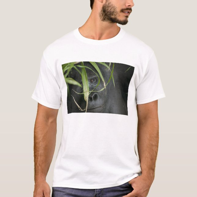 Afrika, Uganda, Bwindi Tee (Framsida)