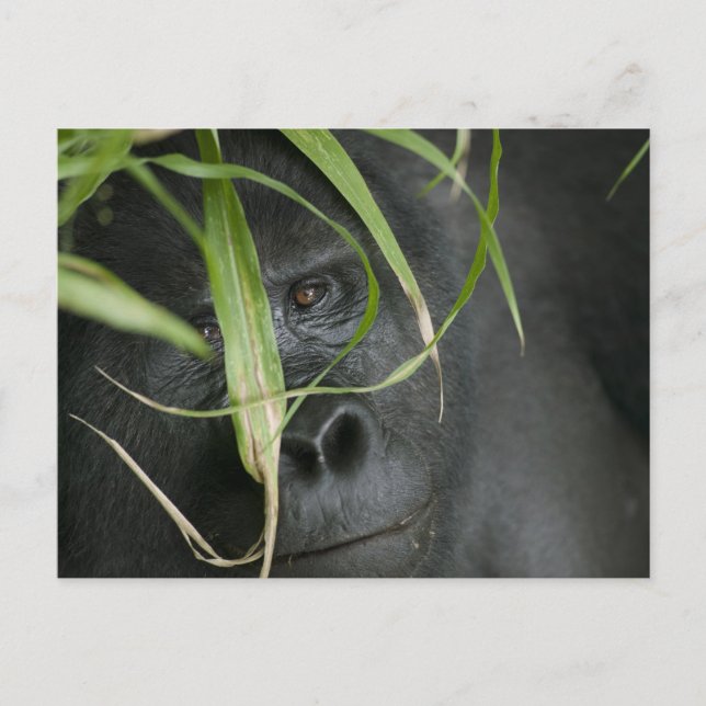 Afrika, Uganda, Bwindi Vykort (Framsida)