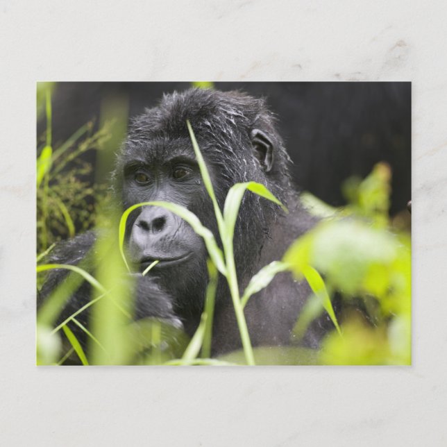 Afrika Uganda, Bwindi Vykort (Framsida)