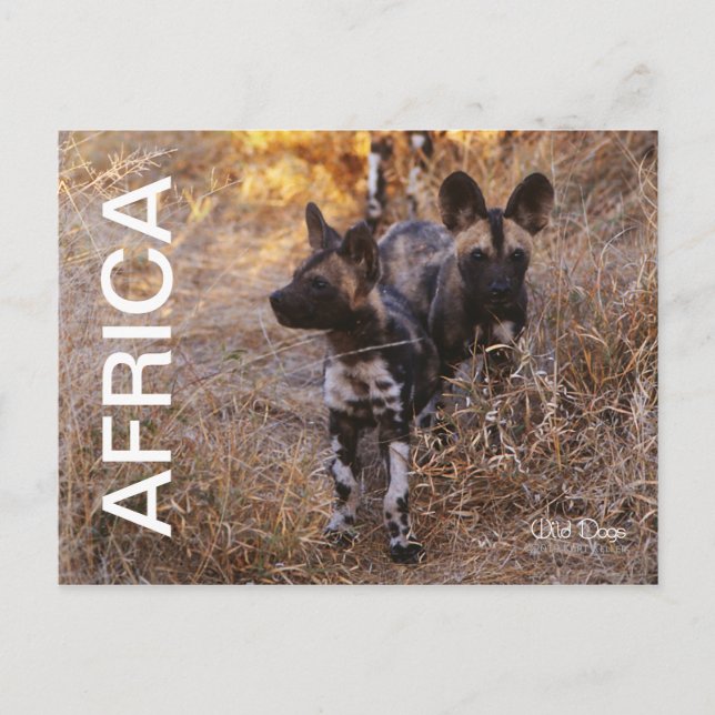 Afrika Vild Hundar Resevykort Vykort (Framsida)
