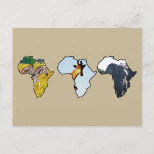 Afrika Wildlife Continent Trio Wildlife Photos Helg Vykort