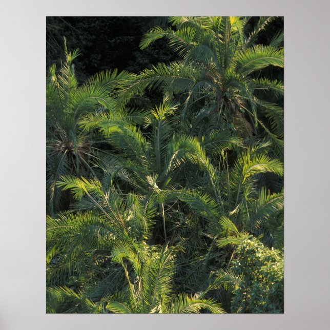 Afrika, Zambia, nationalparken Mosi-Oa-Tunya. Poster (Framsidan)