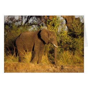 Afrika, Zimbabwe, Victoria Falls nationalpark. Hälsningskort