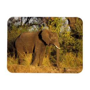 Afrika, Zimbabwe, Victoria Falls nationalpark. Magnet