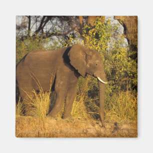 Afrika, Zimbabwe, Victoria Falls nationalpark. Magnet