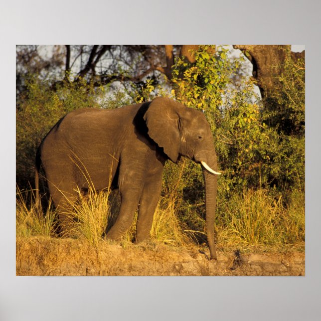 Afrika, Zimbabwe, Victoria Falls nationalpark. Poster (Framsidan)