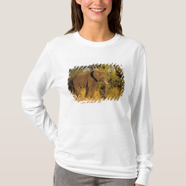 Afrika, Zimbabwe, Victoria Falls nationalpark. Tee (Framsida)
