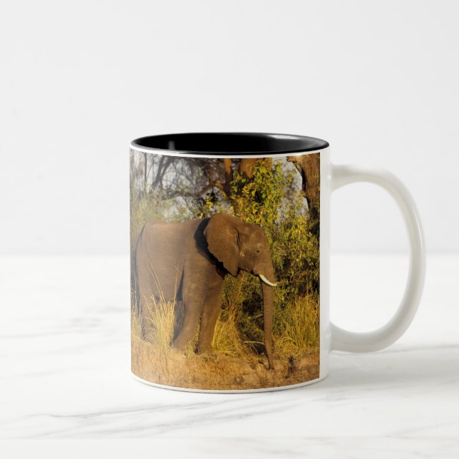 Afrika, Zimbabwe, Victoria Falls nationalpark. Två-Tonad Mugg (Höger)