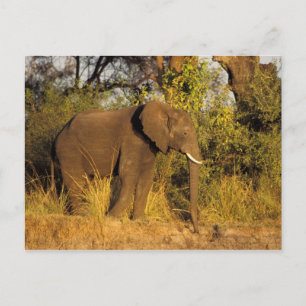 Afrika, Zimbabwe, Victoria Falls nationalpark. Vykort