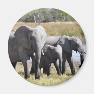 Afrikaelefantflockar Magnet
