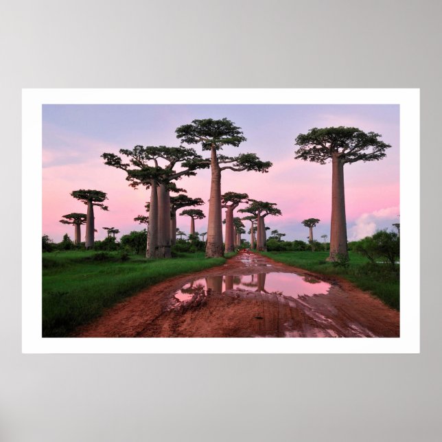 afrikan av baobab poster från 8,99 (Framsidan)
