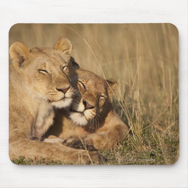Afrikan för lejon |, Kenya, den MasaiMara leken Musmatta (Framsidan)