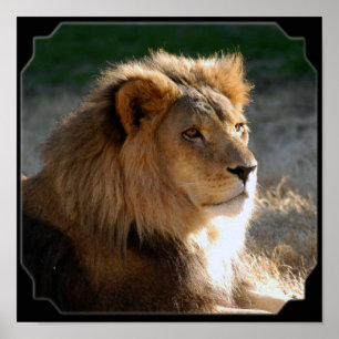 Afrikan Lion-6775e11x11fram Poster