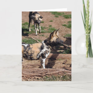 afrikan-vild-hund-008 helgkort