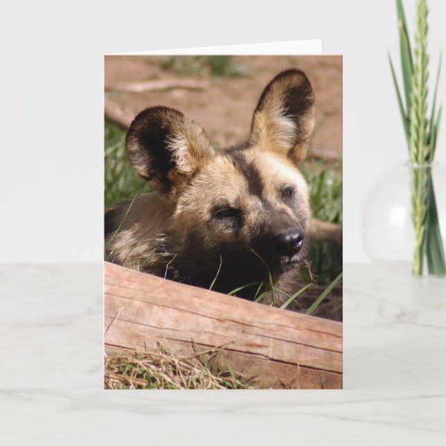 afrikan-vild-hund-012 helgkort (Framsida)