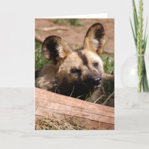 afrikan-vild-hund-012 helgkort