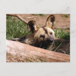 afrikan-vild-hund-012 vykort