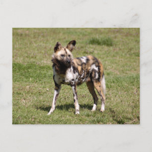 afrikan-vild-hund-015 vykort