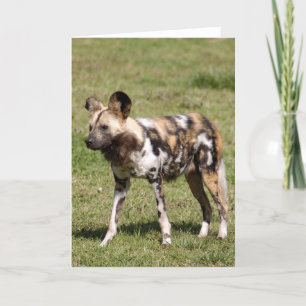 afrikan-vild-hund-016 helgkort