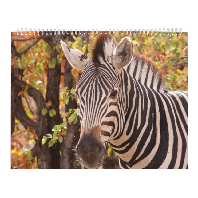 Afrikans skönhet kalender (Omslag)